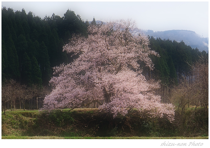 向野のエドヒガン桜　---夜の顔、昼の顔---_e0303847_2325150.jpg