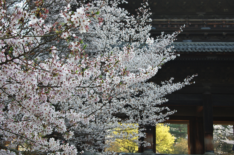 南禅寺・春景_f0155048_11513725.jpg