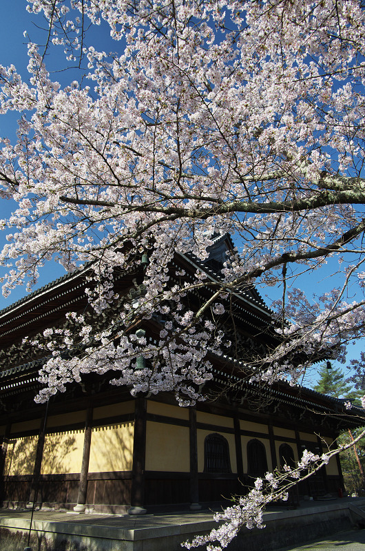 南禅寺・春景_f0155048_115316100.jpg