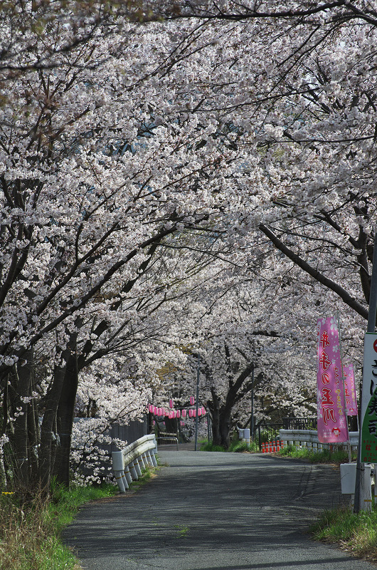 玉川堤の桜並木（京都府井手町）_f0155048_14554688.jpg