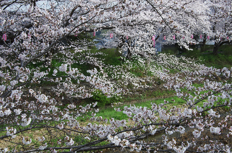 玉川堤の桜並木（京都府井手町）_f0155048_1457135.jpg