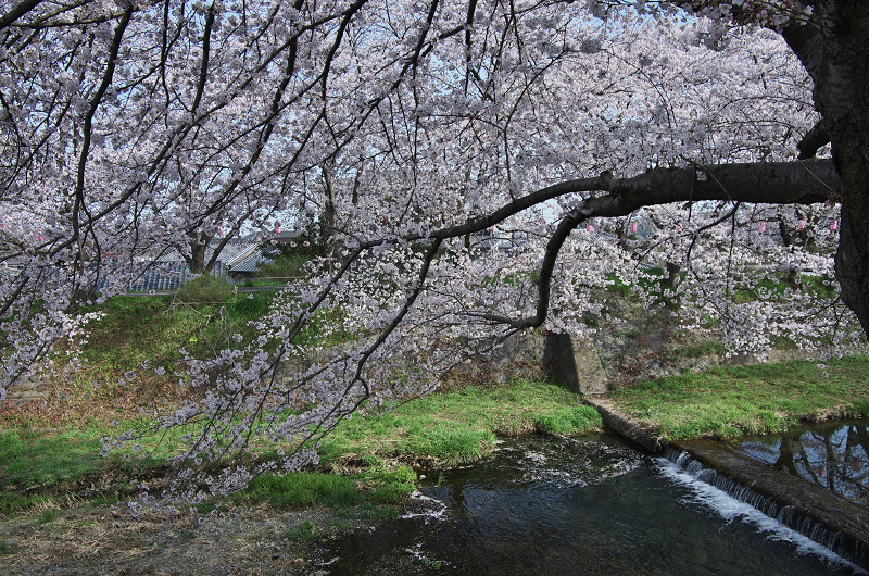 玉川堤の桜並木（京都府井手町）_f0155048_14573791.jpg