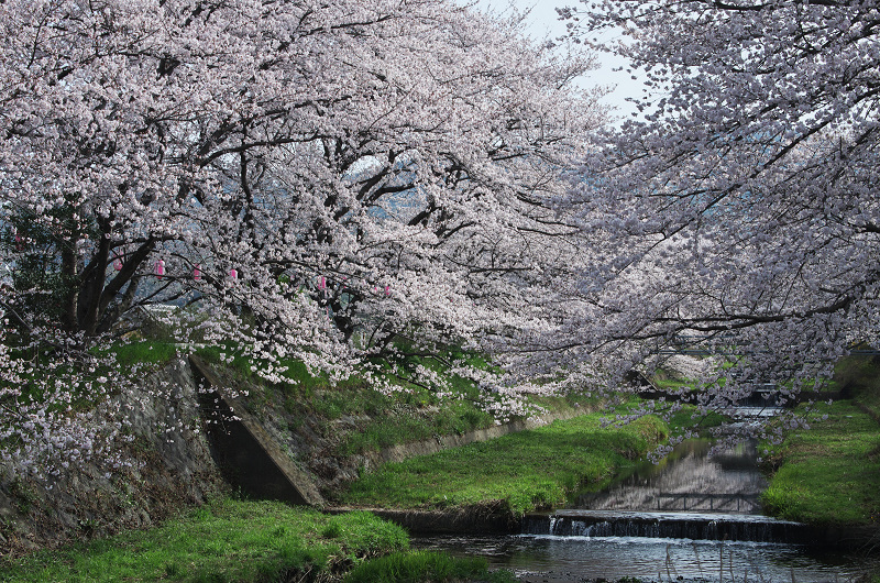 玉川堤の桜並木（京都府井手町）_f0155048_14575067.jpg