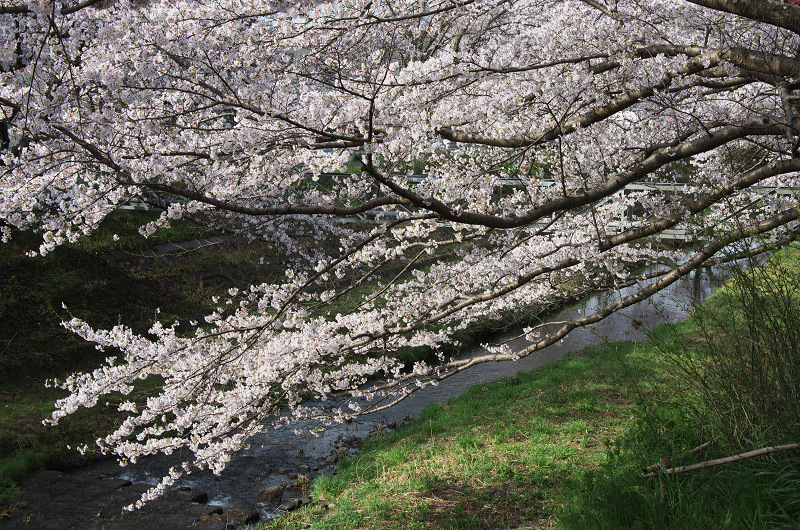 玉川堤の桜並木（京都府井手町）_f0155048_14582084.jpg