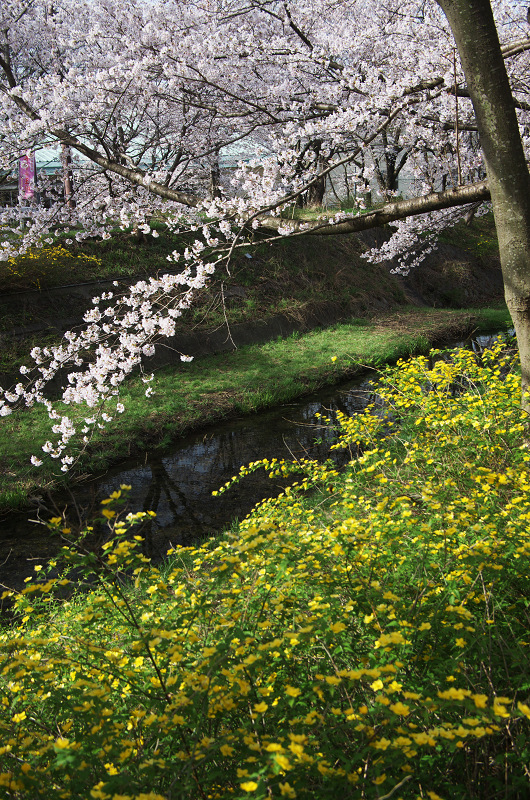 玉川堤の桜並木（京都府井手町）_f0155048_14585232.jpg