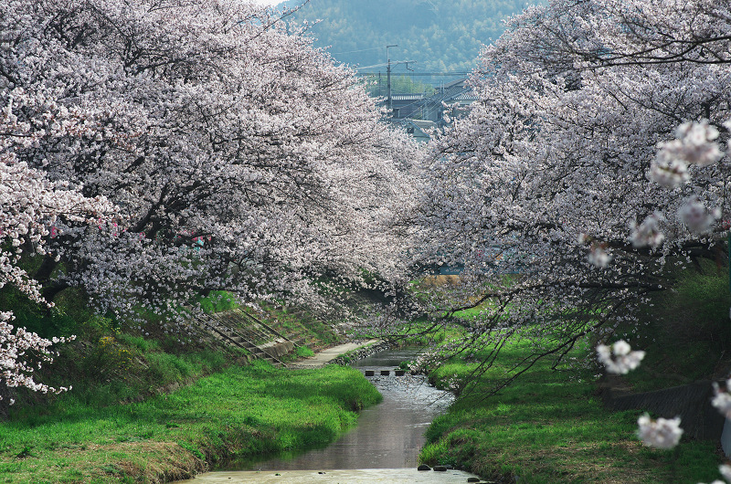 玉川堤の桜並木（京都府井手町）_f0155048_14592530.jpg