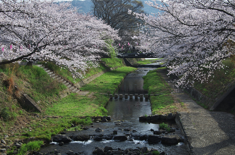 玉川堤の桜並木（京都府井手町）_f0155048_1504274.jpg