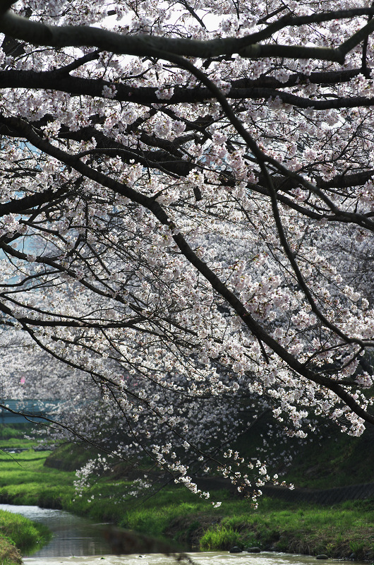 玉川堤の桜並木（京都府井手町）_f0155048_1513888.jpg