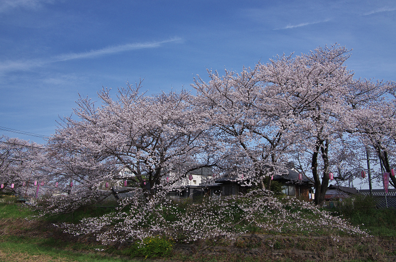 玉川堤の桜並木（京都府井手町）_f0155048_1515914.jpg