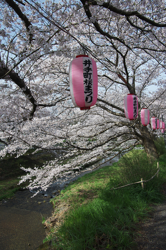 玉川堤の桜並木（京都府井手町）_f0155048_1533022.jpg