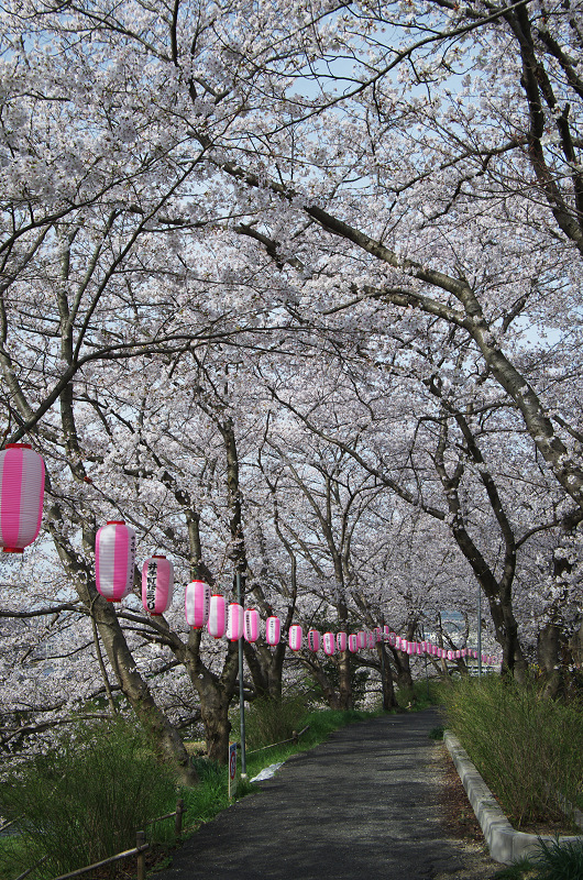 玉川堤の桜並木（京都府井手町）_f0155048_1533632.jpg