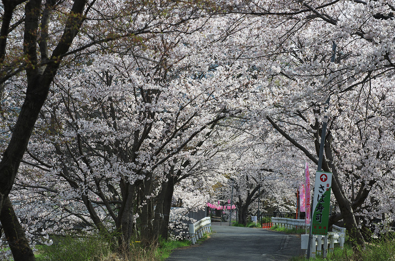 玉川堤の桜並木（京都府井手町）_f0155048_15402.jpg