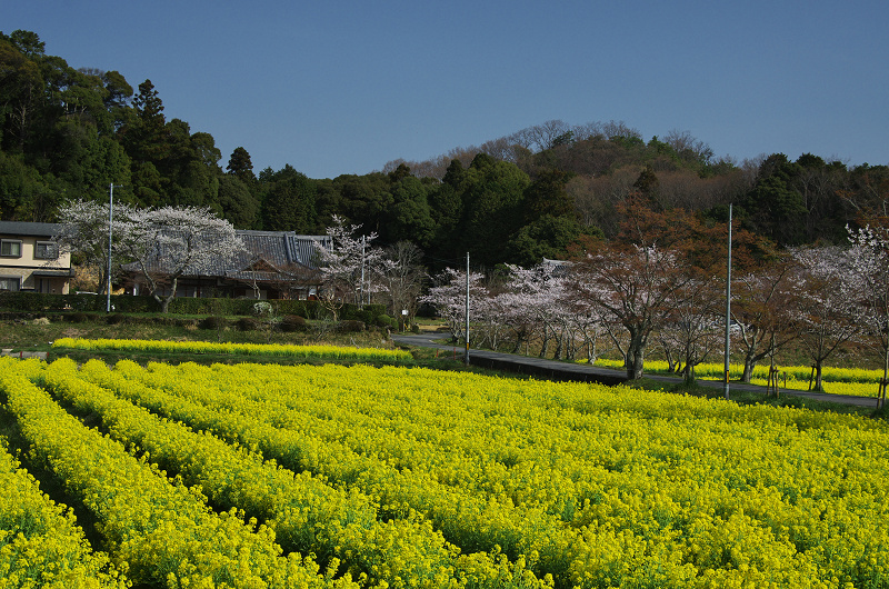 普賢寺・大御堂観音寺の春景色_f0155048_16213016.jpg