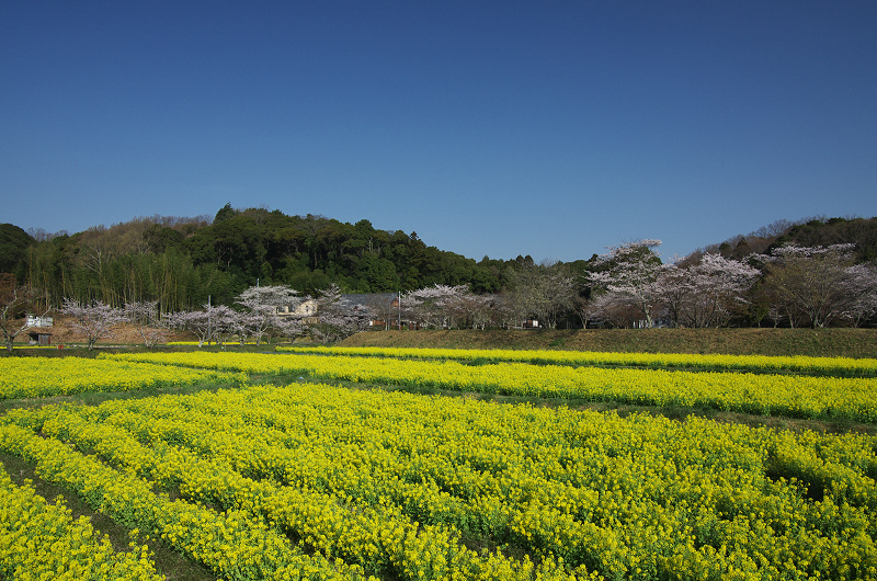 普賢寺・大御堂観音寺の春景色_f0155048_16223574.jpg