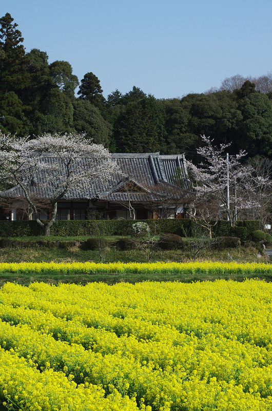 普賢寺・大御堂観音寺の春景色_f0155048_16235050.jpg