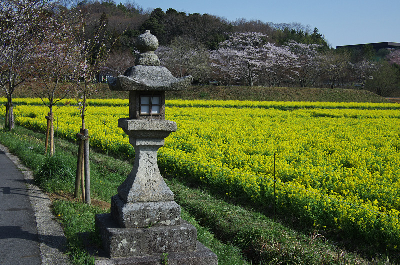 普賢寺・大御堂観音寺の春景色_f0155048_16243097.jpg