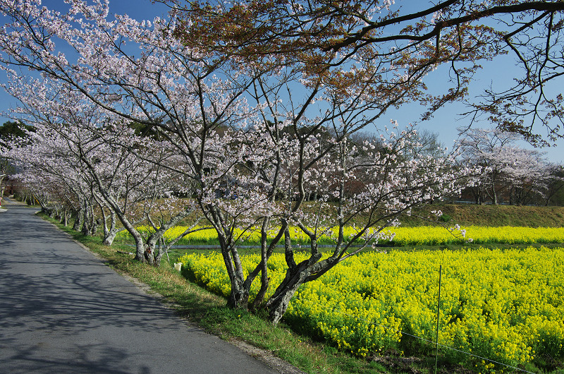 普賢寺・大御堂観音寺の春景色_f0155048_162512.jpg