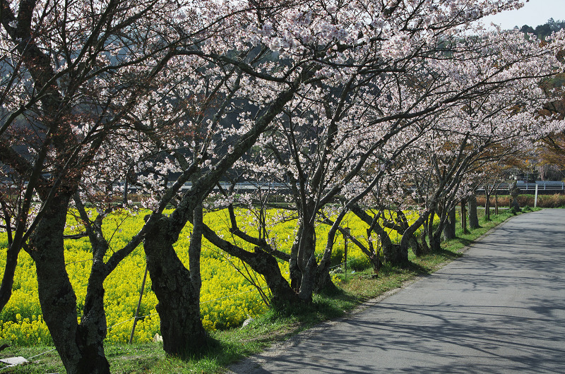 普賢寺・大御堂観音寺の春景色_f0155048_16251495.jpg