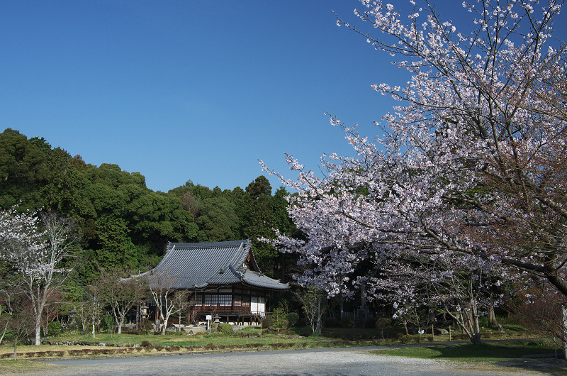 普賢寺・大御堂観音寺の春景色_f0155048_16252395.jpg