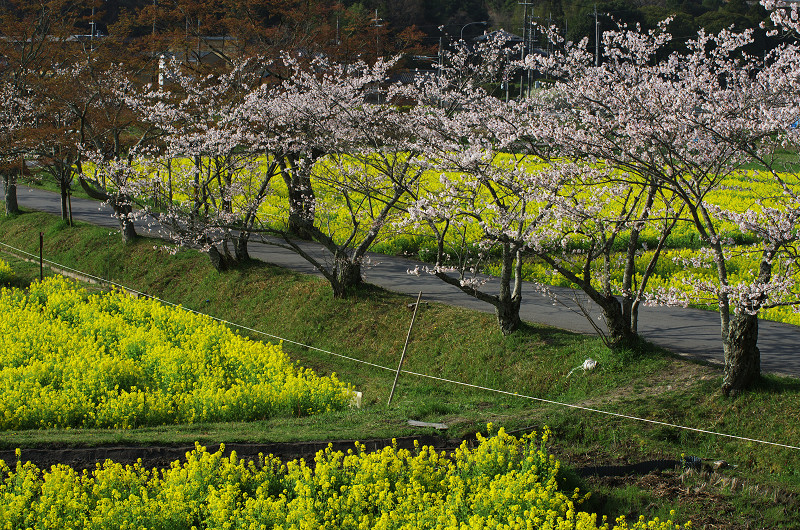 普賢寺・大御堂観音寺の春景色_f0155048_16254374.jpg