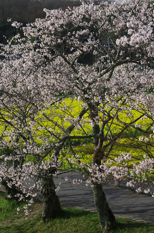 普賢寺・大御堂観音寺の春景色_f0155048_16265946.jpg