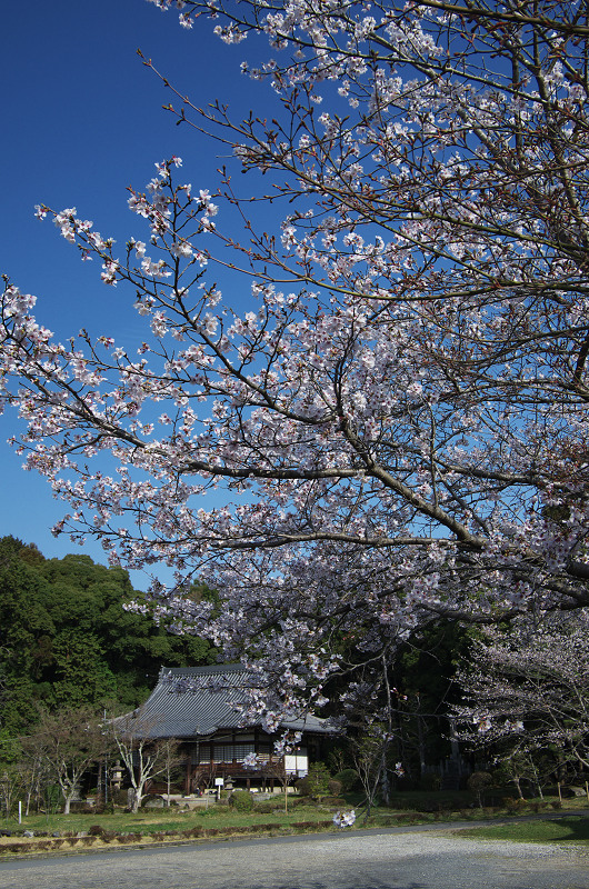 普賢寺・大御堂観音寺の春景色_f0155048_16272143.jpg