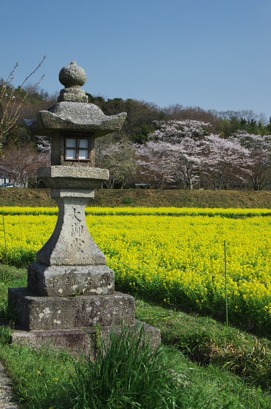 普賢寺・大御堂観音寺の春景色_f0155048_16283027.jpg