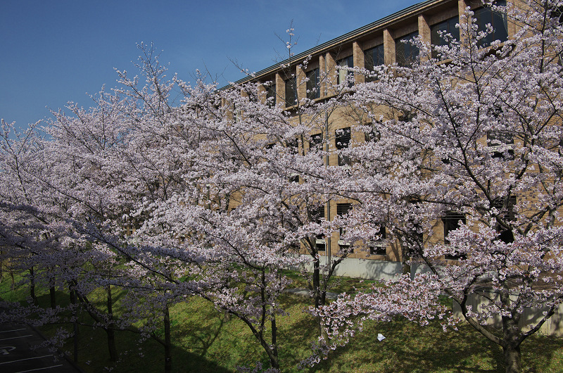 普賢寺・大御堂観音寺の春景色_f0155048_16284224.jpg