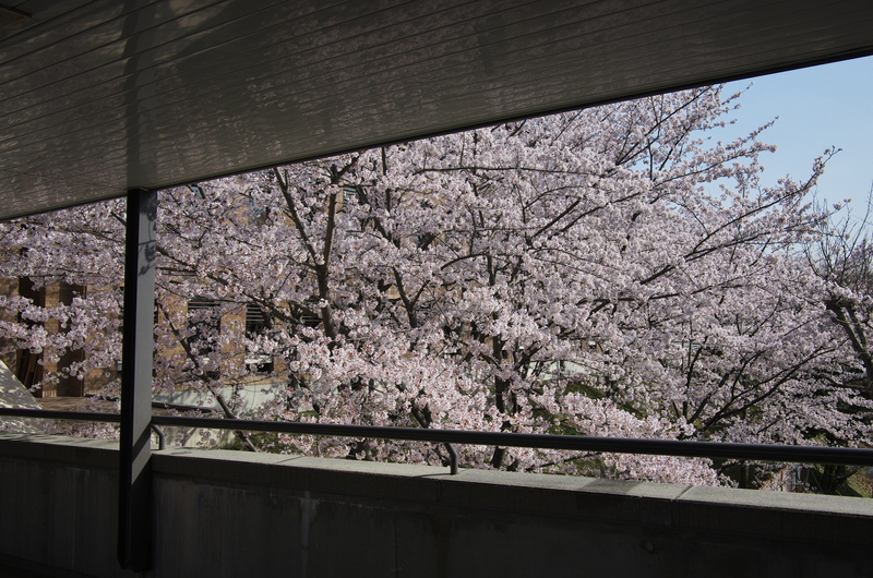 普賢寺・大御堂観音寺の春景色_f0155048_1631567.jpg