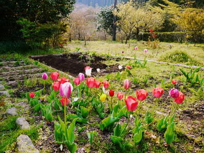 薪割り、草刈り、畑の耕運、剪定した枝の焼却・・・田舎暮らしはなかなかハードです_a0254656_17215922.jpg