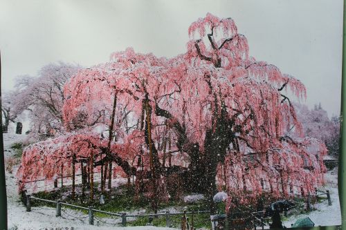 ２０１３．４月　滝桜　（４．１４）_e0170863_2244950.jpg