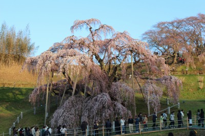 ２０１３．４月　滝桜　（４．１４）_e0170863_23113896.jpg