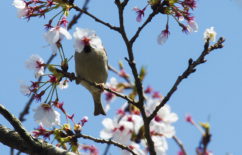 桜ニュウナイ_e0289167_13525357.jpg