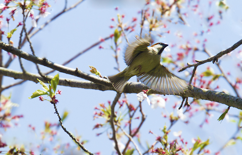 桜ニュウナイ_e0289167_13531455.jpg