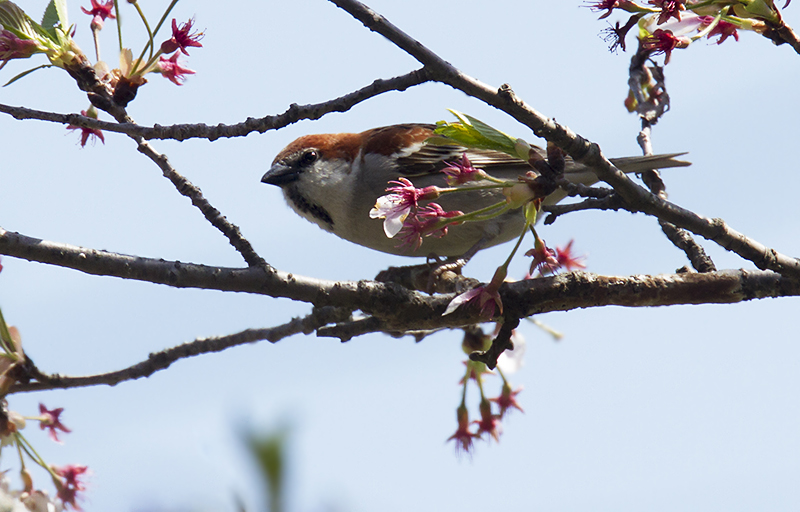 桜ニュウナイ_e0289167_13533570.jpg