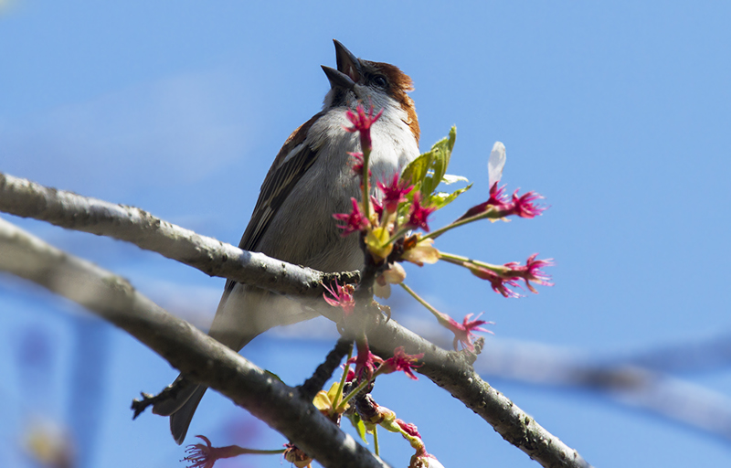 桜ニュウナイ_e0289167_13535190.jpg