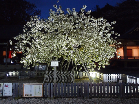 岡崎の桜2013　～上地八幡宮～_c0063468_1820972.jpg