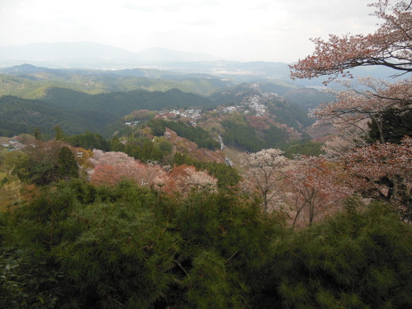 奈良桜を求めて・・・_e0040673_10425644.jpg