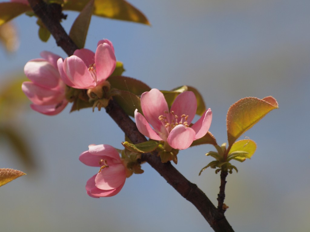 榠樝 カリン の花 愛らしく 自然風の自然風だより