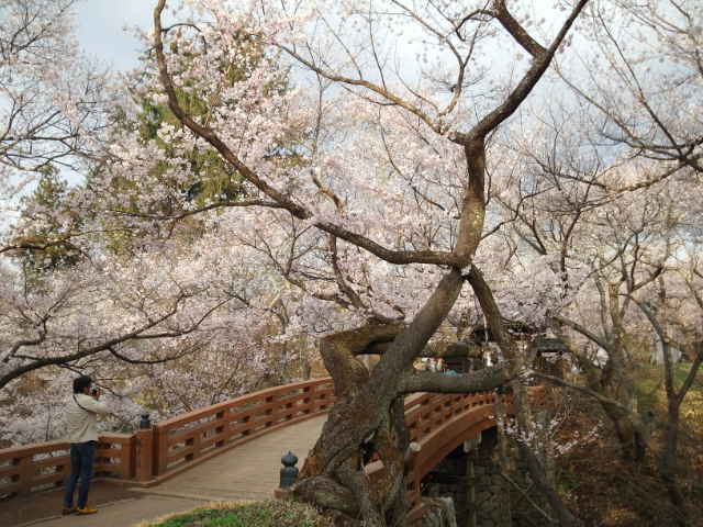 高遠の桜と木曽路_a0118079_04041.jpg