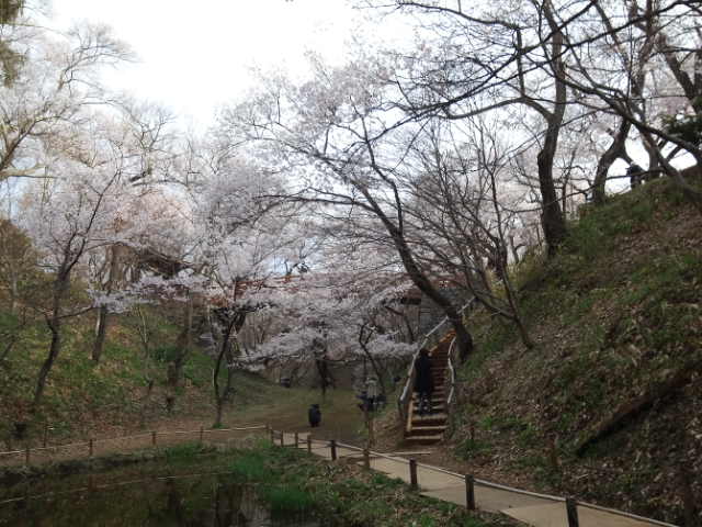 高遠の桜と木曽路_a0118079_041932.jpg