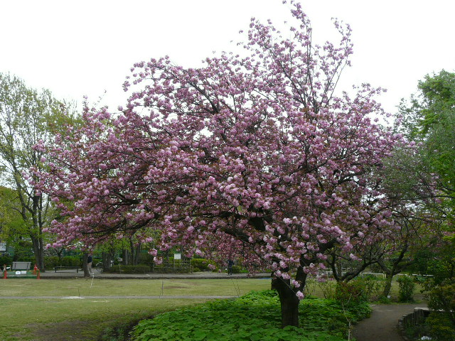 桜品種 関山 のん木草 みどり見て歩き