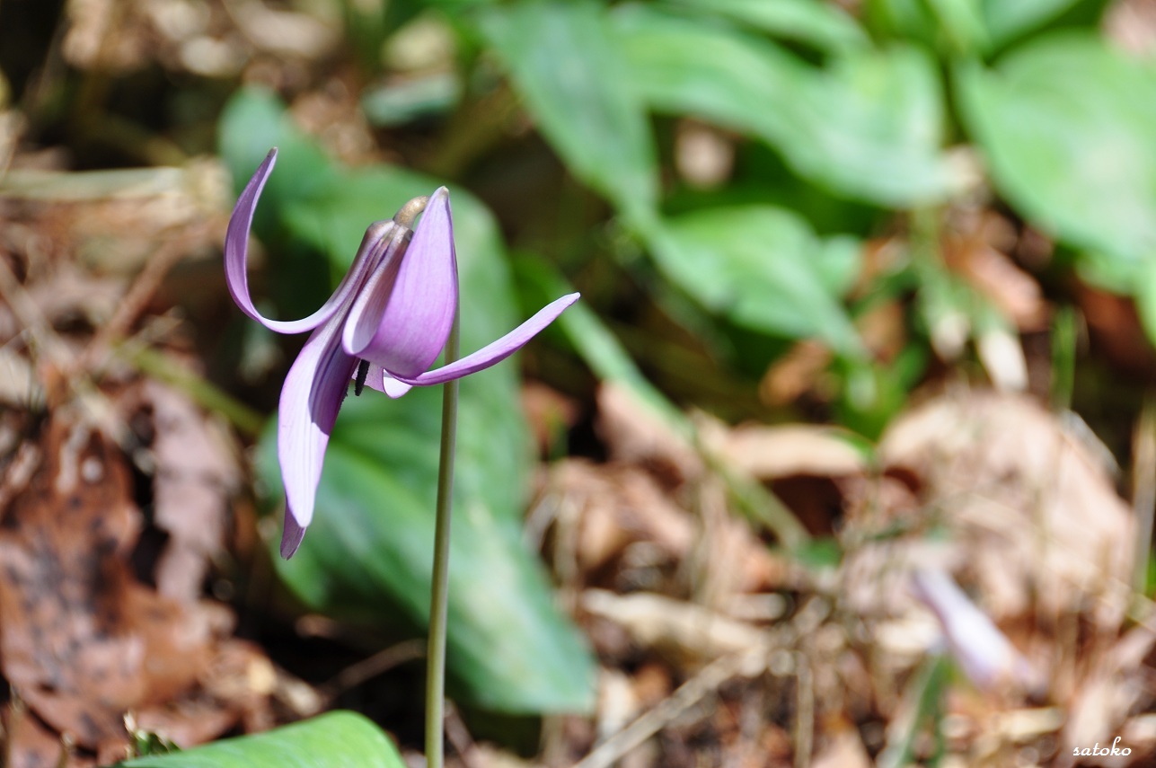 ぷらりのお散歩。*。゜。゜　　清住のカタクリの花　編_f0225982_19314363.jpg