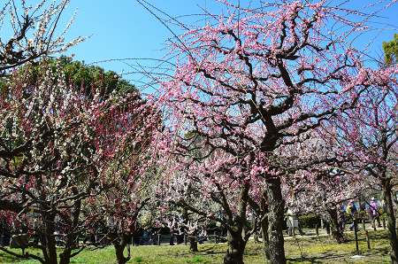 大阪城　梅園_c0229483_19511913.jpg