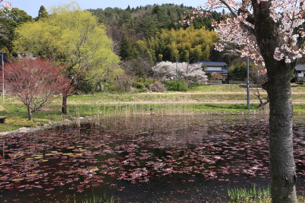 ハートの花筏　２０１３・０４・１４_e0143883_15304199.jpg