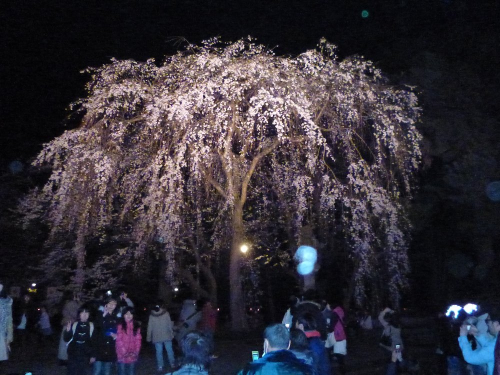 高田の夜桜！２５０４１３_e0065084_1738563.jpg