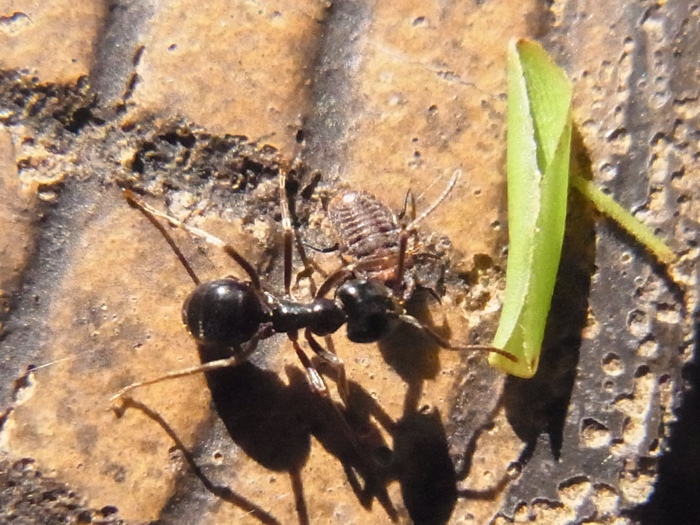 カイガラムシの幼虫を気にするアリ 写ればおっけー コンデジで虫写真