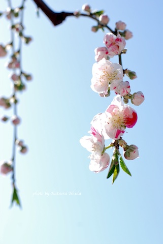 山梨 桃の花めぐり 花のun Deux Trois