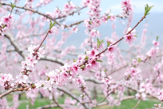 山梨 桃の花めぐり 花のun Deux Trois