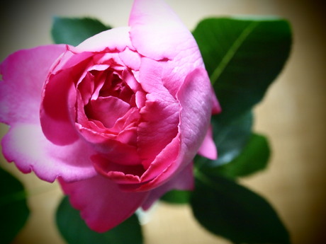 ニヤニヤ。_a0165892_211070.jpg